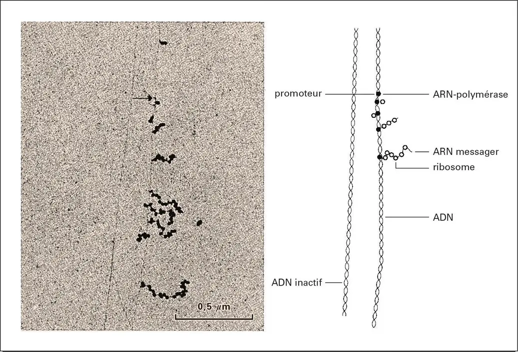 Transcription de l ADN en ARNm Média Encyclopædia Universalis