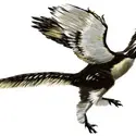 Reconstitution d’<em>Archaeopteryx</em> - crédits : Alain Bénéteau/ www.paleospot.com