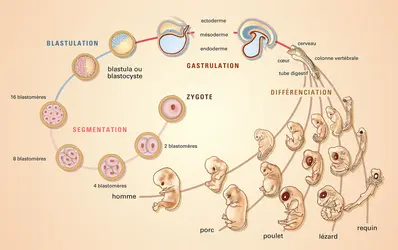 Embryologie Encyclop Dia Universalis