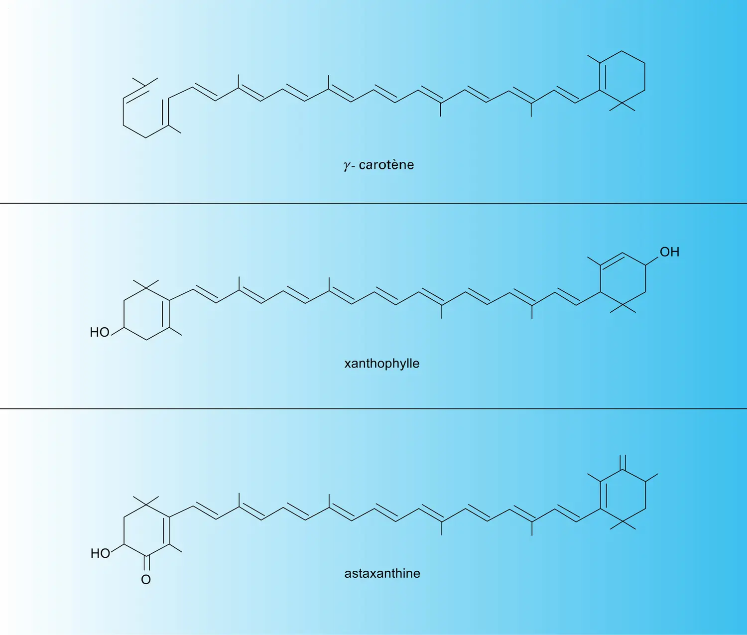 Caroténoïdes vue 2 Média Encyclopædia Universalis