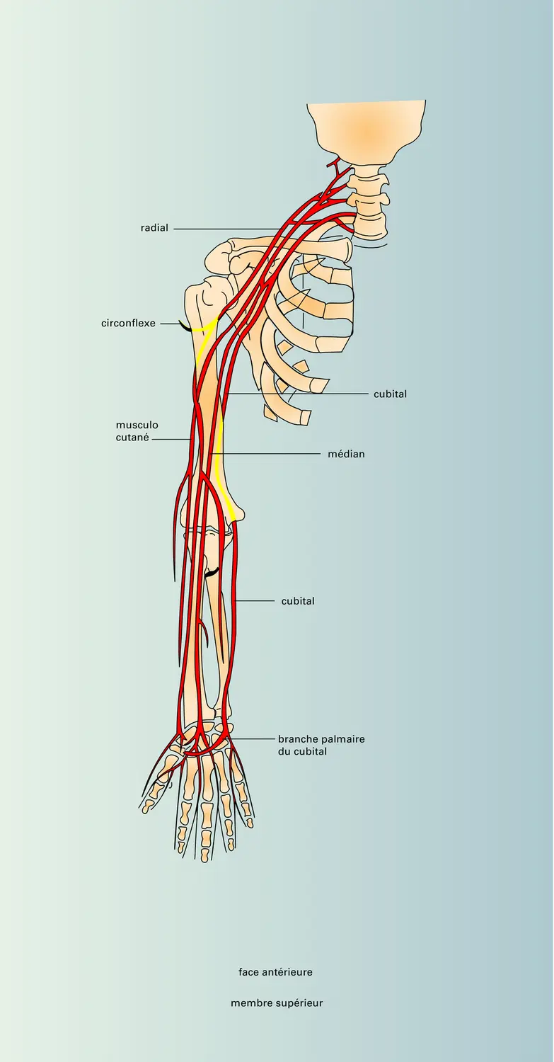 Innervation vue 2 Média Encyclopædia Universalis