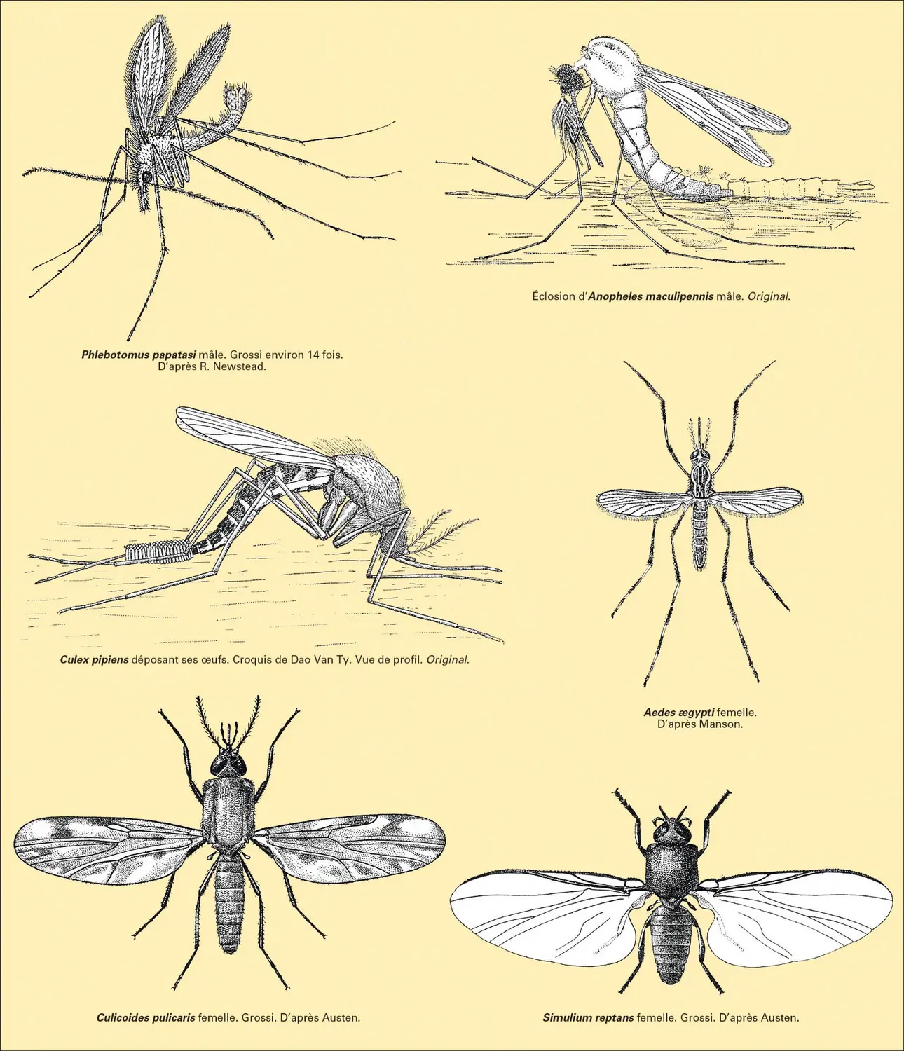 Principaux insectes vecteurs de maladies Média Encyclopædia Universalis