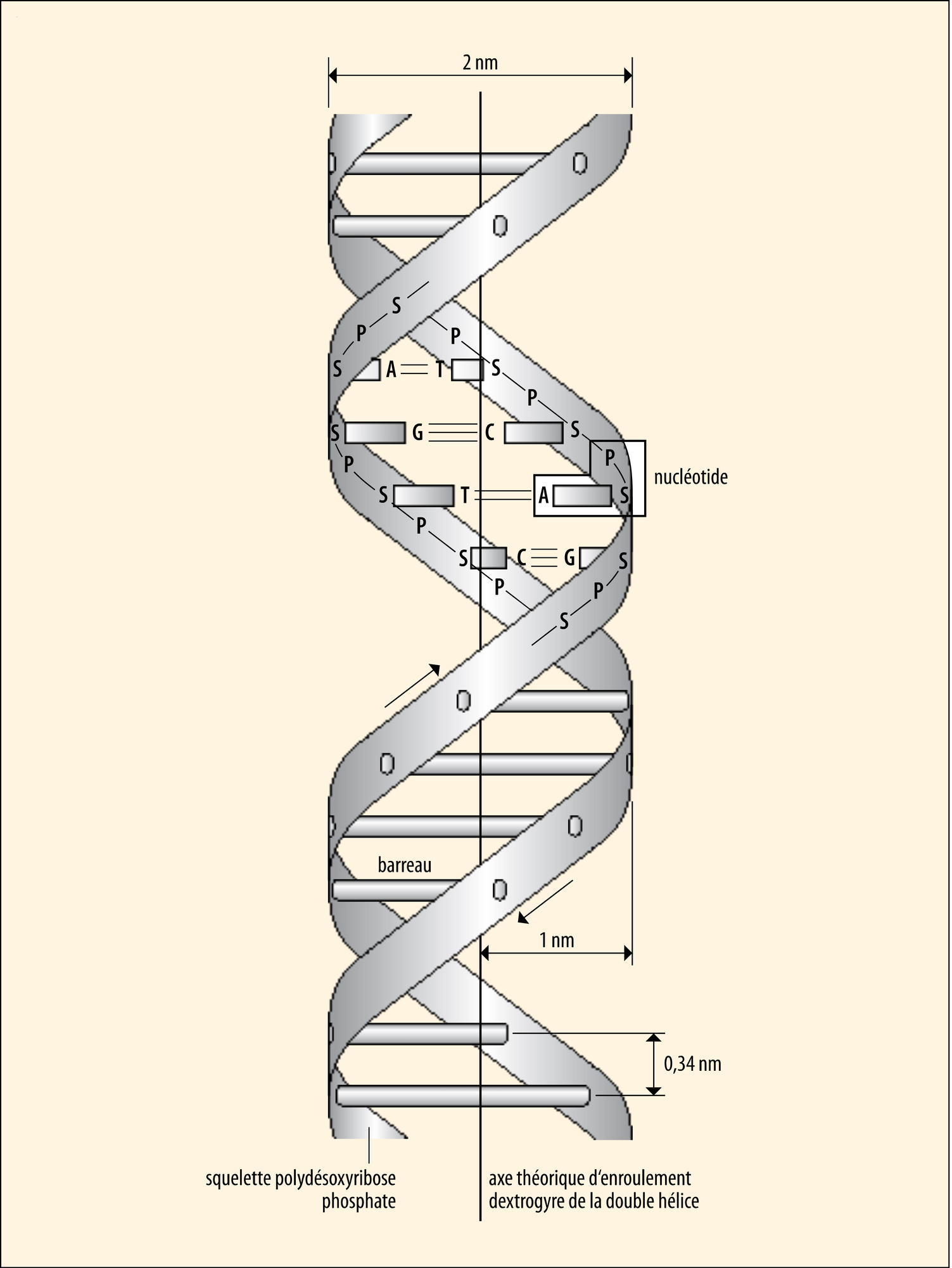 Structure en double hélice de l'ADN