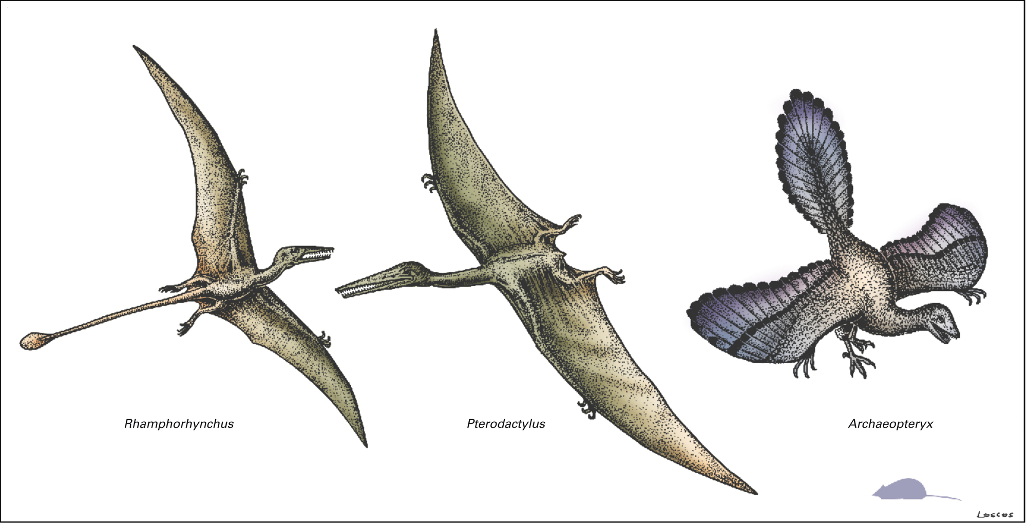 Jurassique : vertébrés volants