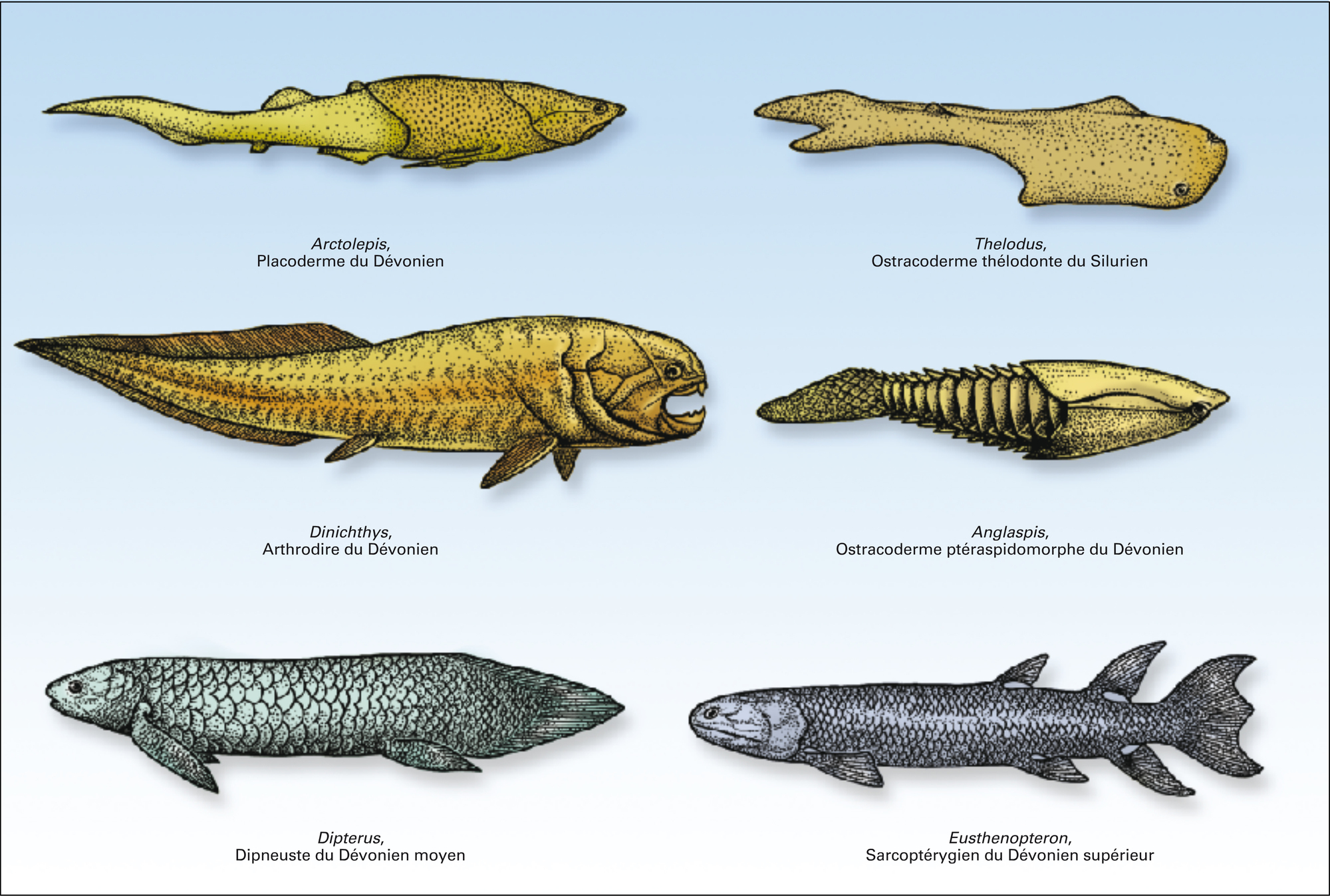 Paléozoïque : agnathes et poissons