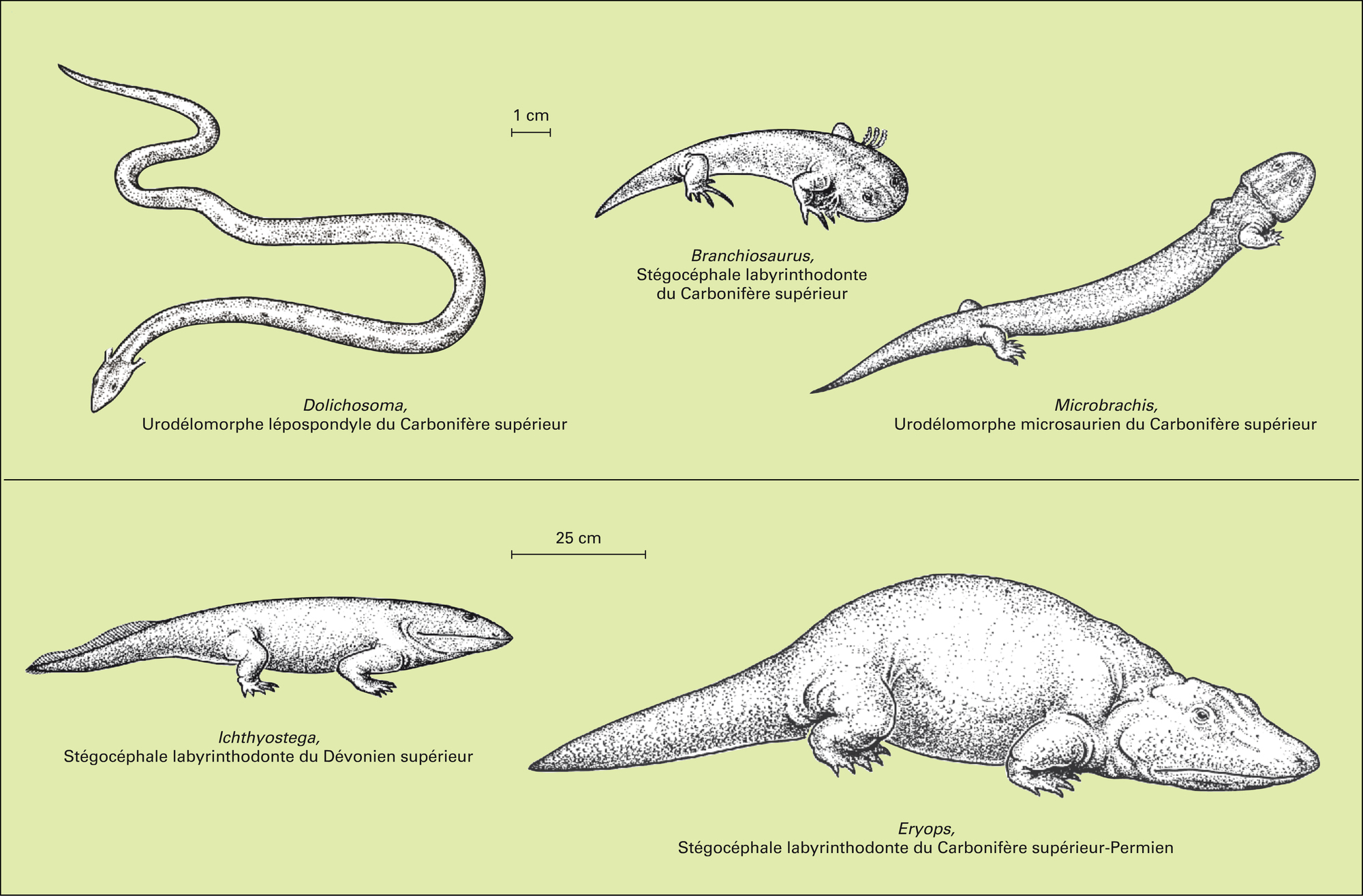 Paléozoïque : amphibiens