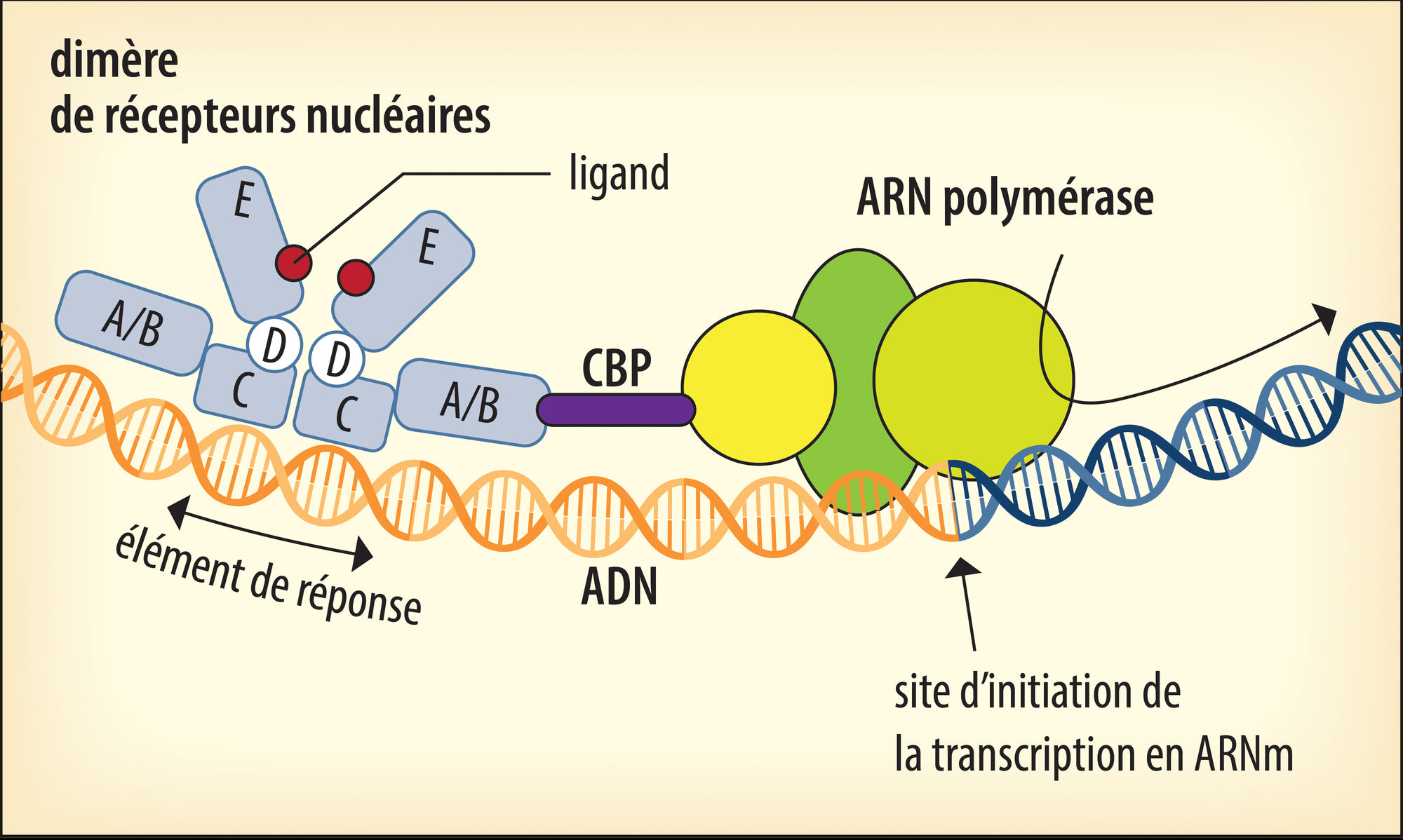 Mécanisme d’action des récepteurs nucléaires de signaux extracellulaires des animaux - crédits : Encyclopædia Universalis France