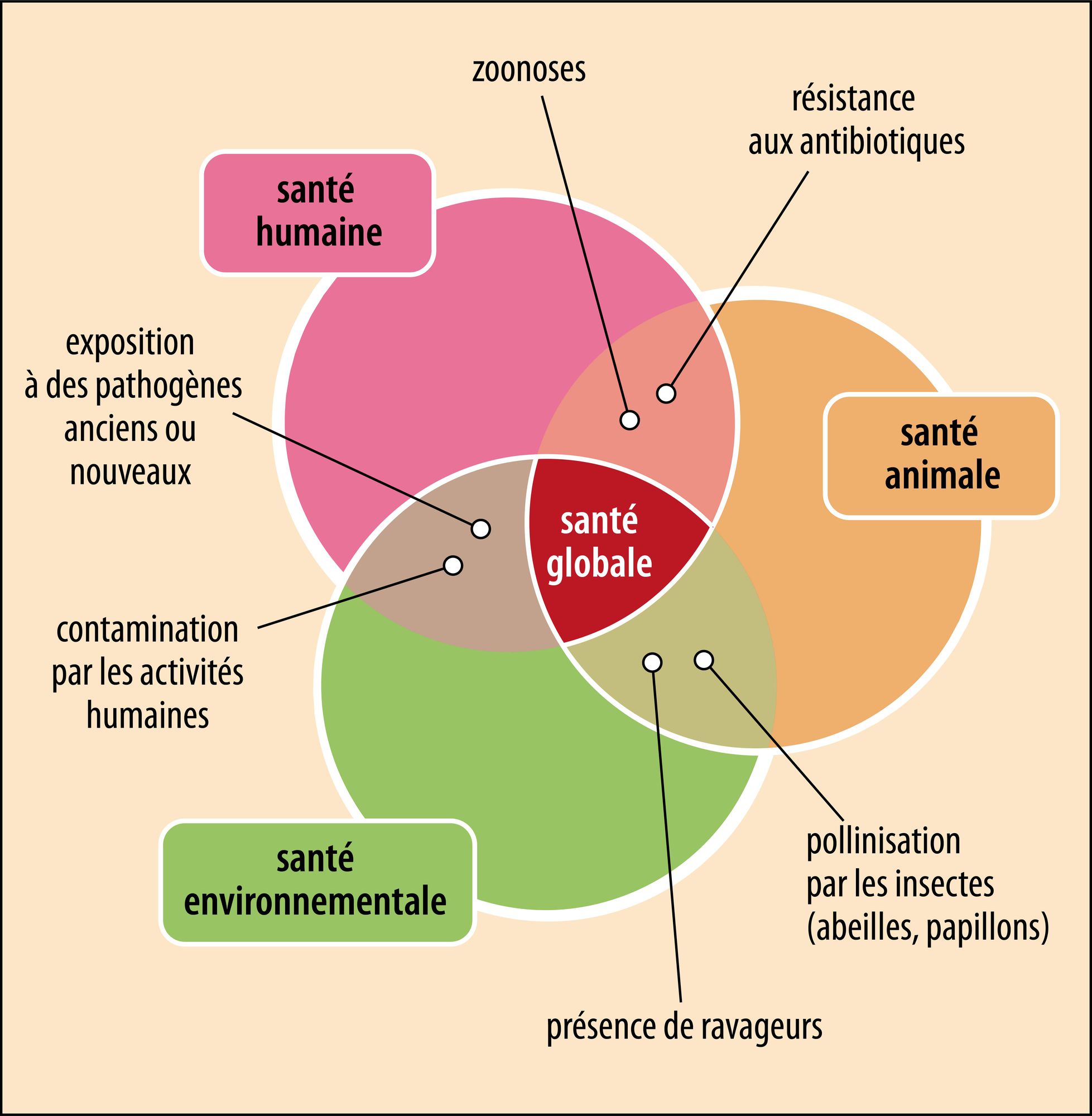 One Health, un concept d’interdépendance globale - crédits : Encyclopædia Universalis France