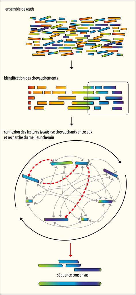 Principe de l’approche OLC (Overlap Layout Consensus) pour l’assemblage <em>de novo</em> des produits de séquençage - crédits : Encyclopædia Universalis France