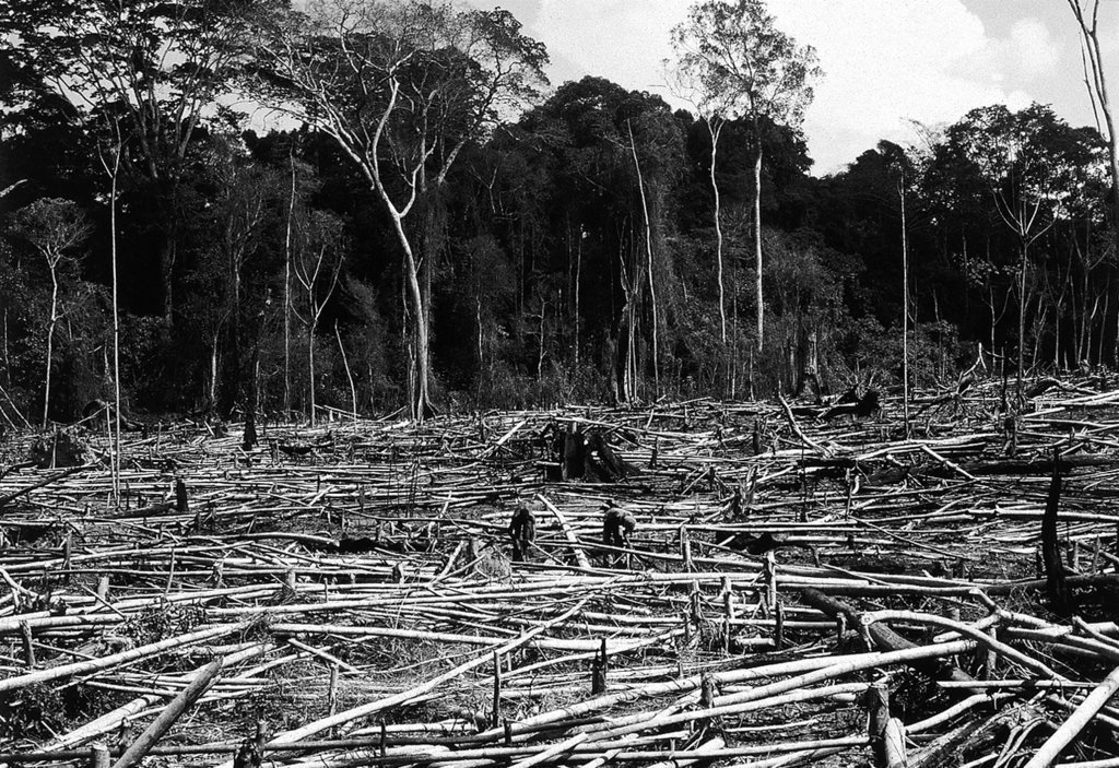 Déforestation à Guiroutou, Côte d'Ivoire - crédits : P. Poilecot/ CIRAD