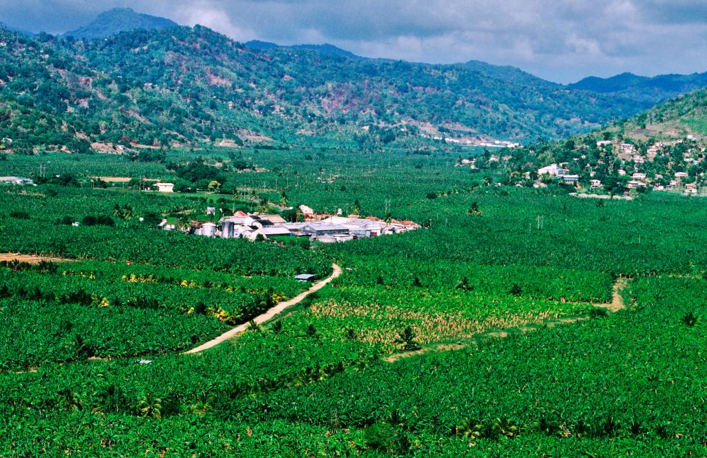 Plantations de bananes à Sainte-Lucie (Antilles) - crédits : Holger Leue/ The Image Bank/ Getty Images