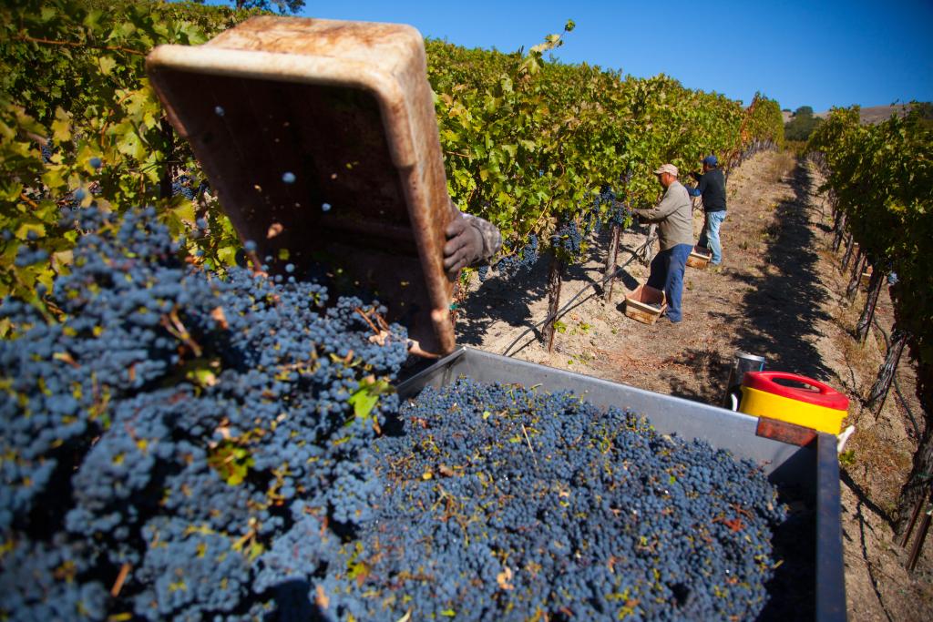 Cépage cabernet - crédits : Tim Rue/ Corbis/ Getty Images