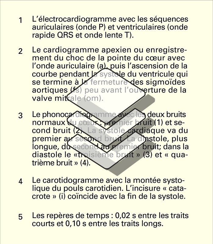 Activité cardiaque - crédits : Encyclopædia Universalis France