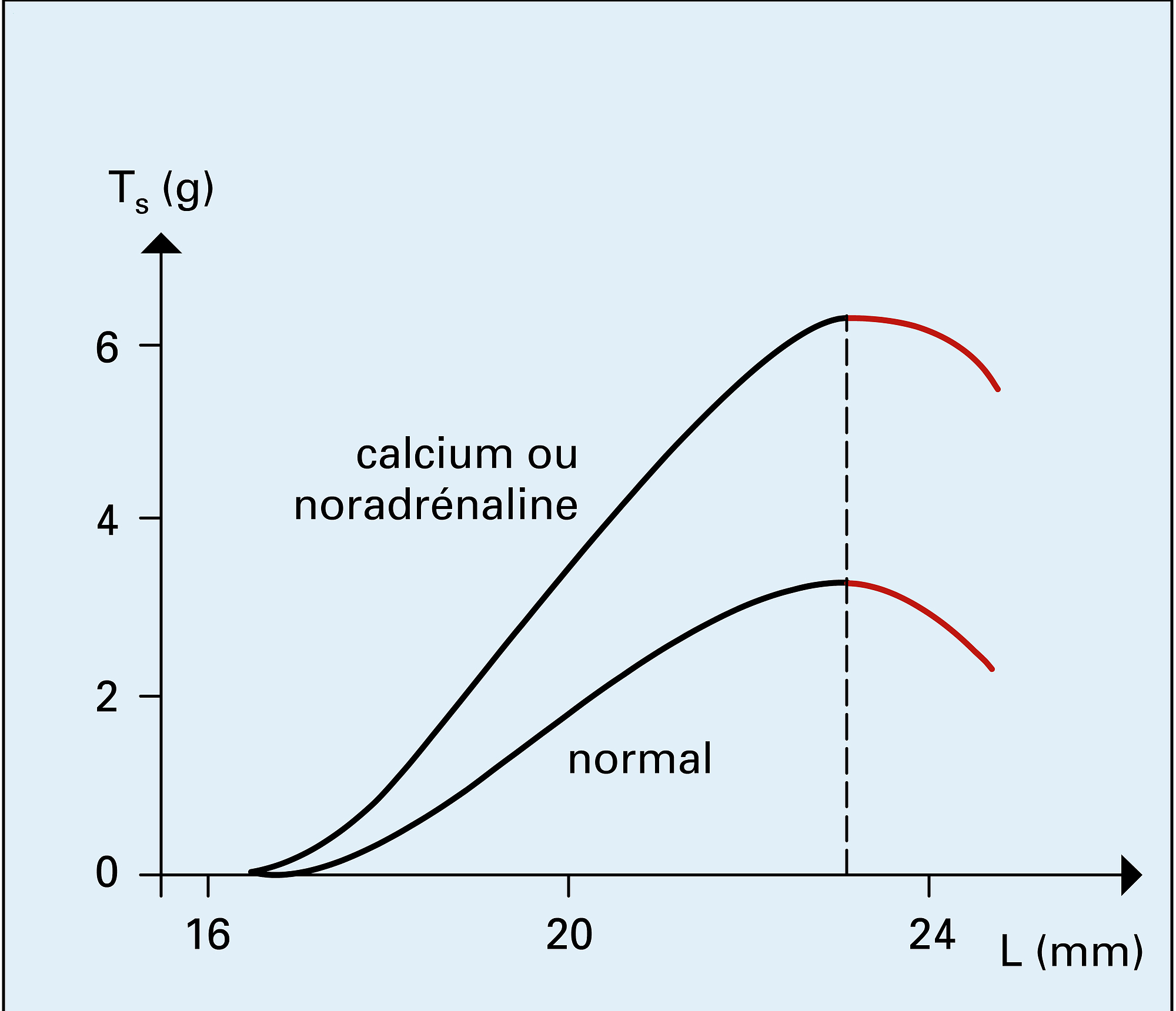 Relation tension systolique-longueur - crédits : Encyclopædia Universalis France
