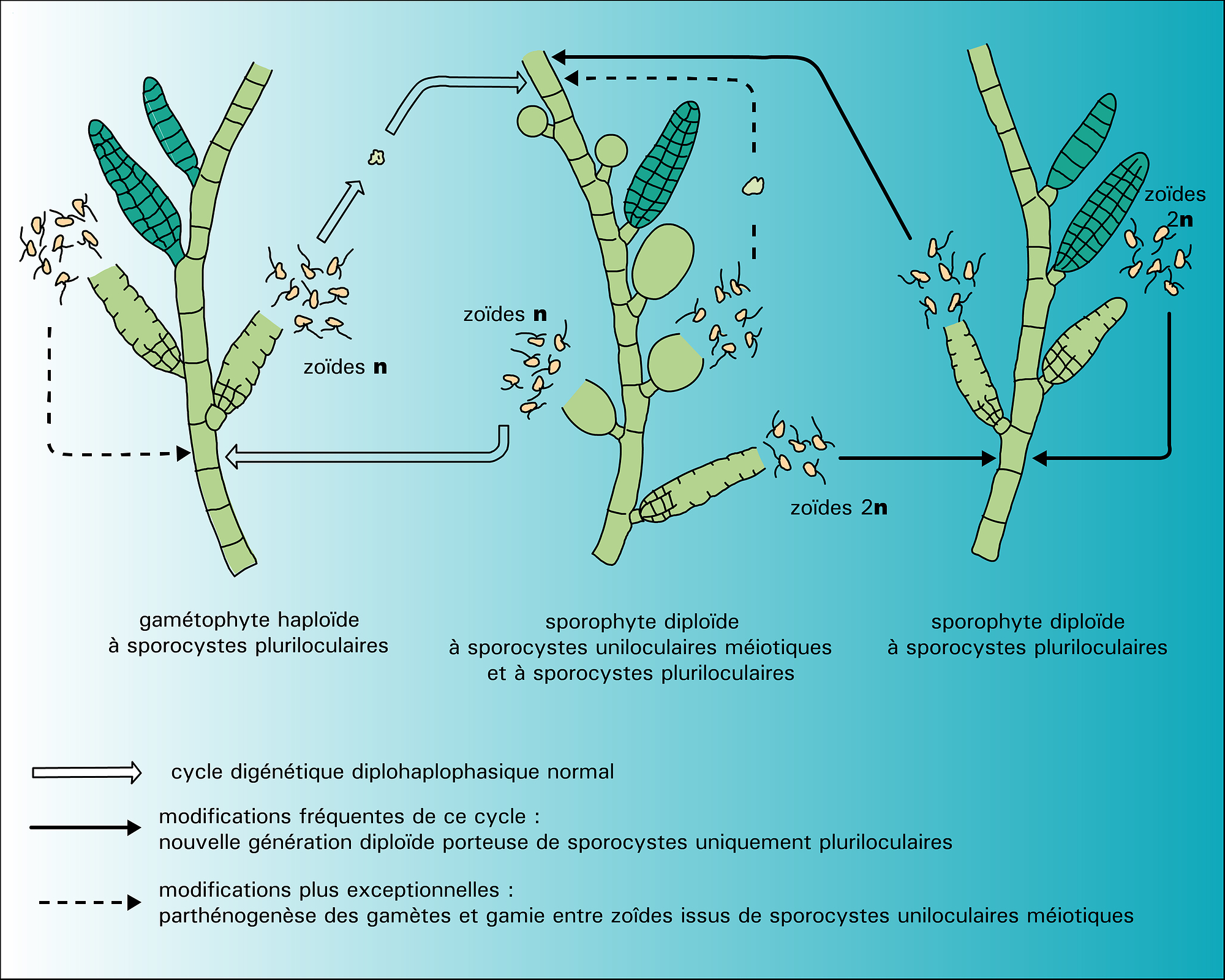 Ectocarpus : cycles de reproduction - crédits : Encyclopædia Universalis France