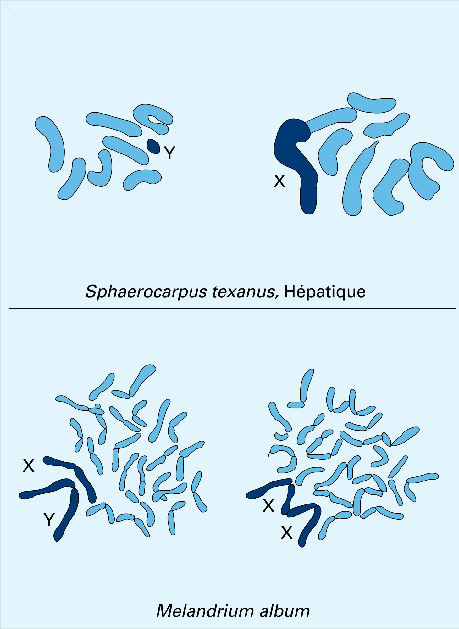 Chromosomes sexuels