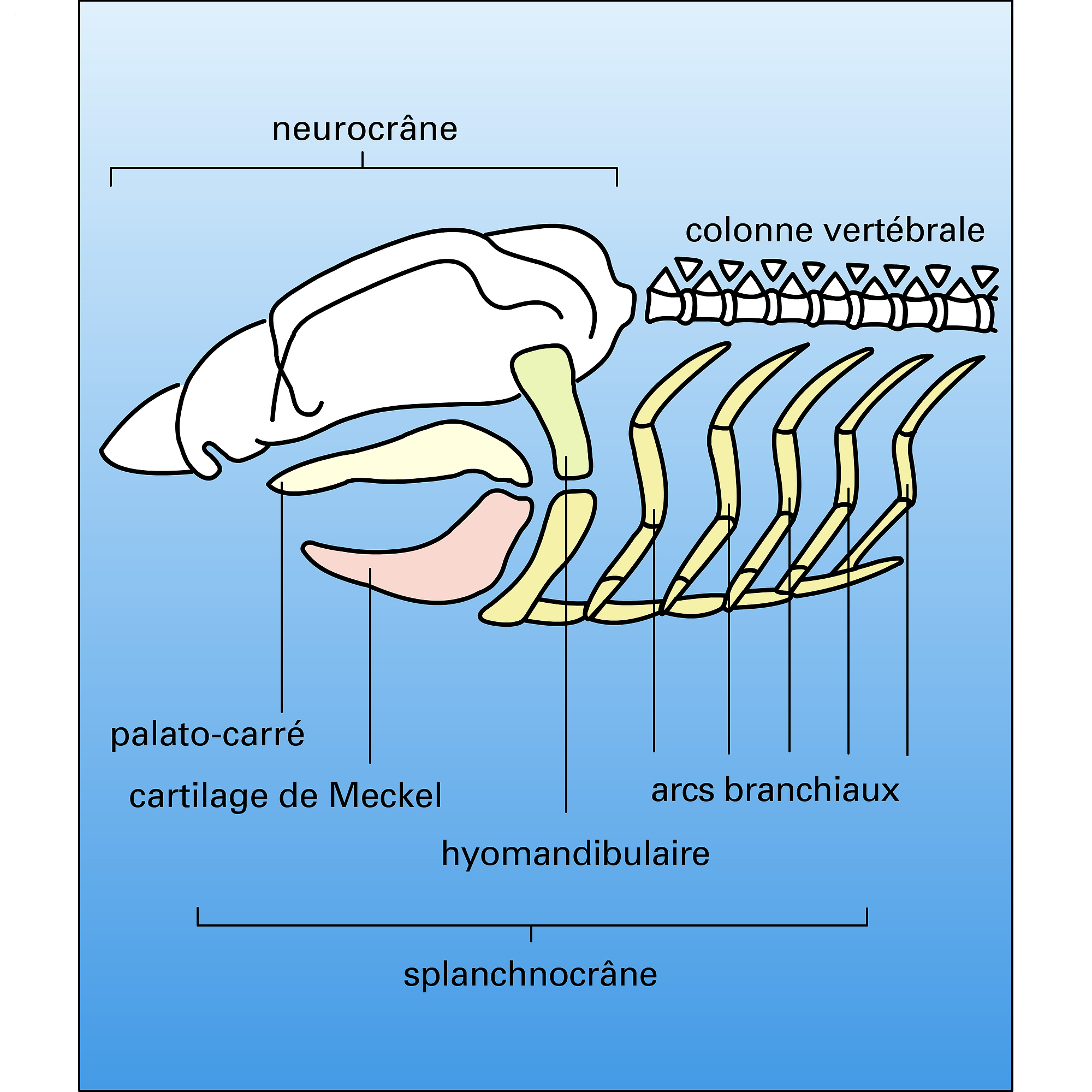 Sélacien : neurocrâne et squelette viscéral - crédits : Encyclopædia Universalis France