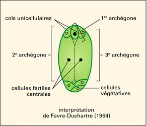 Sac embryonnaire (2) - crédits : Encyclopædia Universalis France
