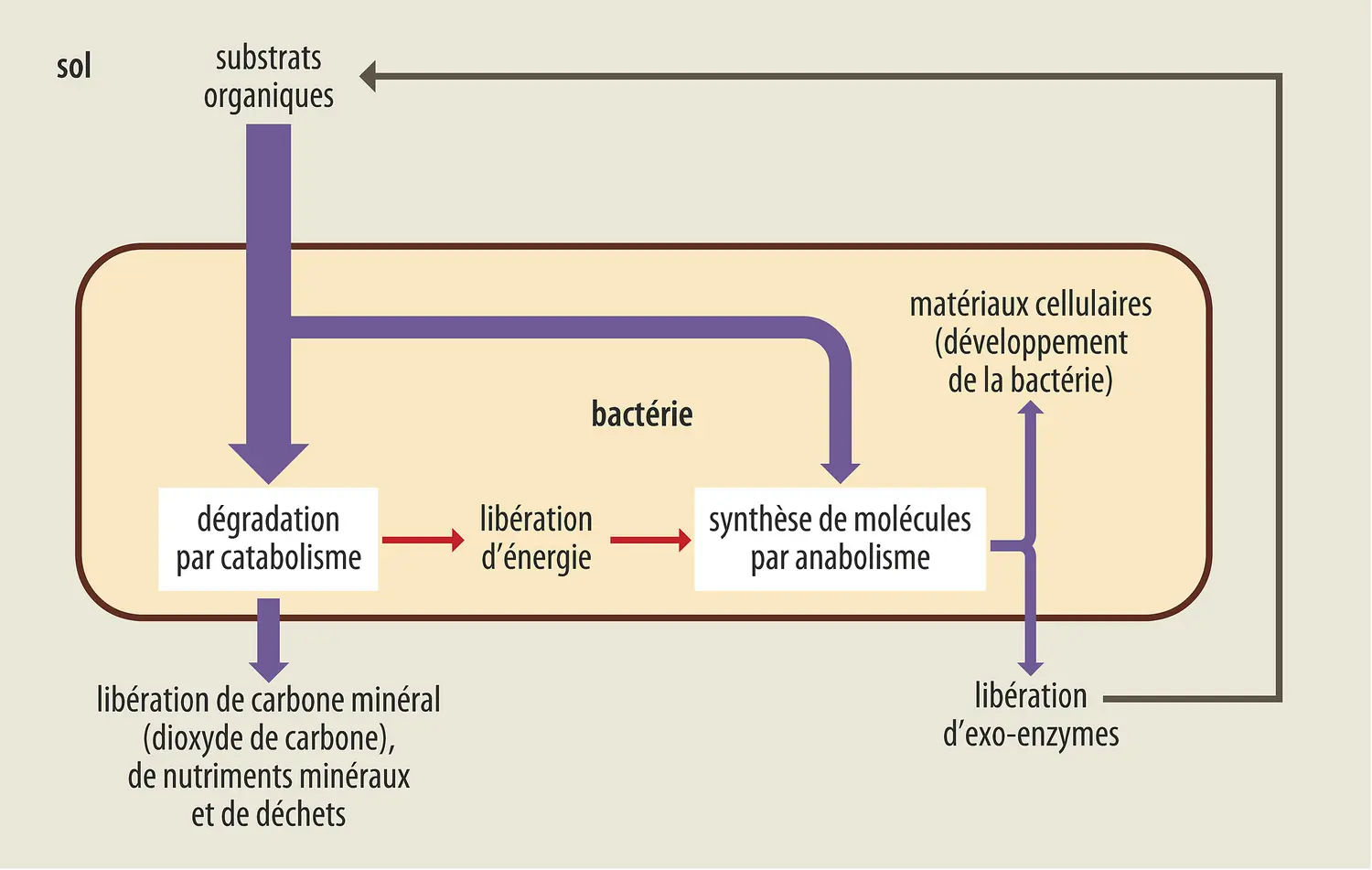 Dégradation du carbone organique des sols