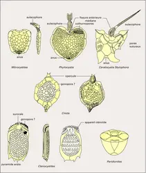 Haplozoaires et Carpoïdes - crédits : Encyclopædia Universalis France