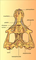 Cynodonte : crâne - crédits : Encyclopædia Universalis France