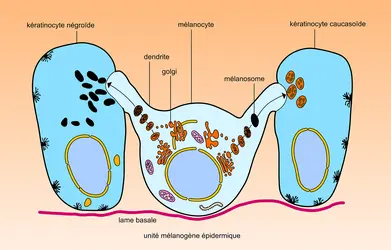 Mélanocytes et kératinocytes de la peau humaine - crédits : Encyclopædia Universalis France