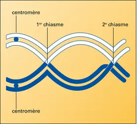 Tétrade - crédits : Encyclopædia Universalis France