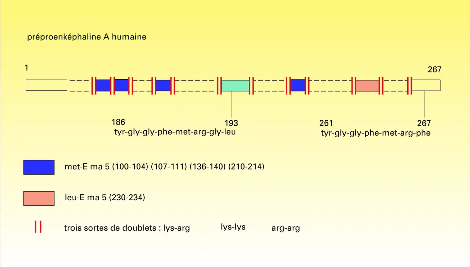 Peptides précurseurs des endomorphines - vue 1