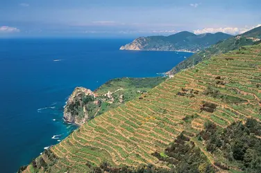 Ligurie : Cinque Terre - crédits : M.Santini/ De Agostini/ Getty Images