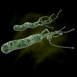 <em>Helicobacter pylori</em> - crédits : Michael Taylor/ Shutterstock