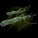 <em>Helicobacter pylori</em> - crédits : Michael Taylor/ Shutterstock