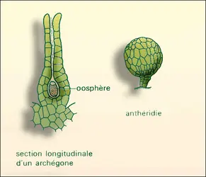 Bryophytes : organes reproducteurs - crédits : Encyclopædia Universalis France