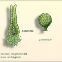 Bryophytes : organes reproducteurs - crédits : Encyclopædia Universalis France