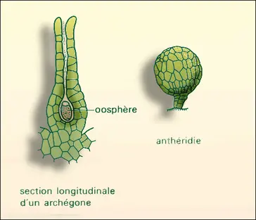 Bryophytes : organes reproducteurs