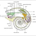 Nautilus - crédits : Encyclopædia Universalis France