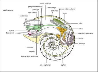 Nautilus - crédits : Encyclopædia Universalis France