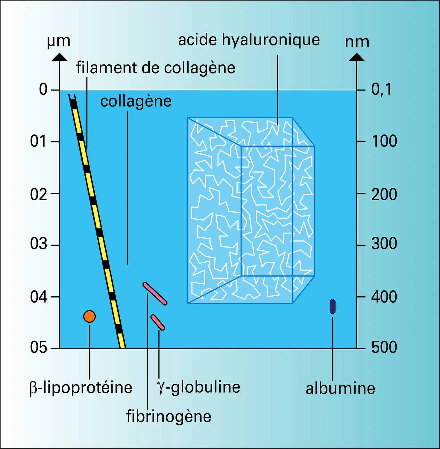 Phénomène du volume exclu