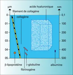 Phénomène du volume exclu - crédits : Encyclopædia Universalis France