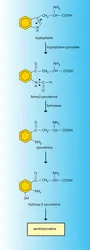 Xanthommatine : biosynthèse - crédits : Encyclopædia Universalis France