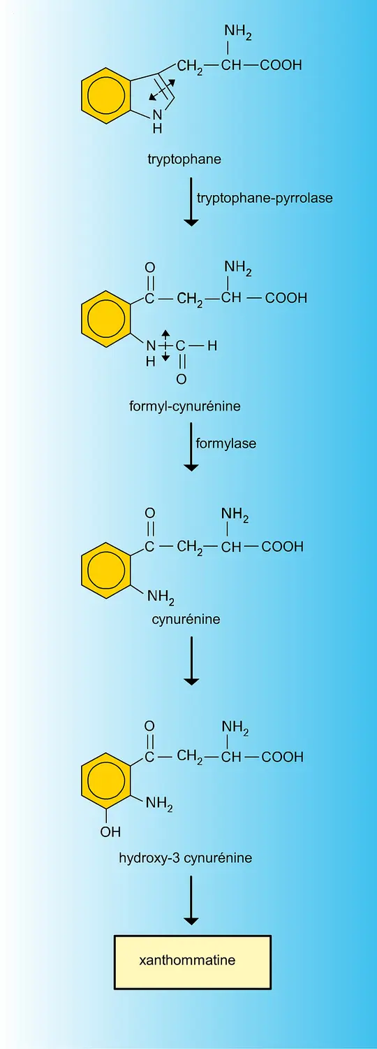 Xanthommatine : biosynthèse