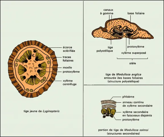 Lyginopterideae et medulloseae : structures anatomiques