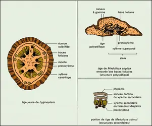 Lyginopterideae et medulloseae : structures anatomiques - crédits : Encyclopædia Universalis France