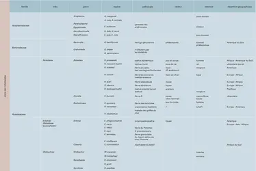 Rickettsies : classification - crédits : Encyclopædia Universalis France