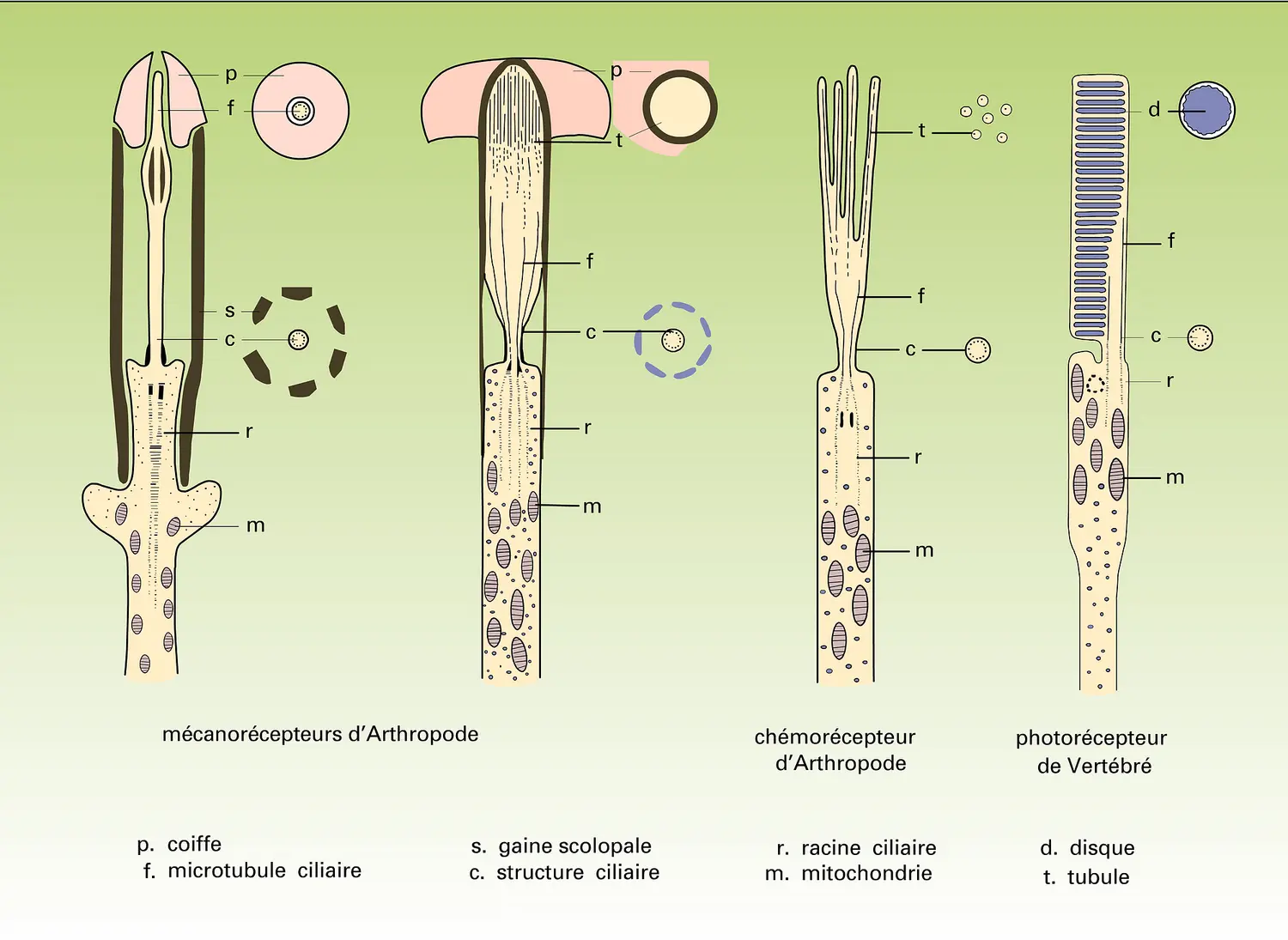 Récepteurs de type ciliaire