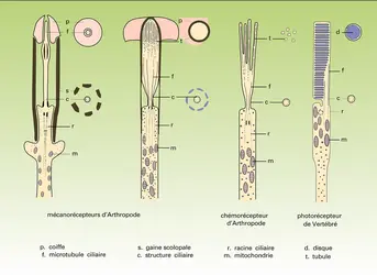 Récepteurs de type ciliaire - crédits : Encyclopædia Universalis France