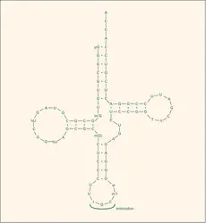 ARN de transfert : structure en feuille de trèfle - crédits : Encyclopædia Universalis France