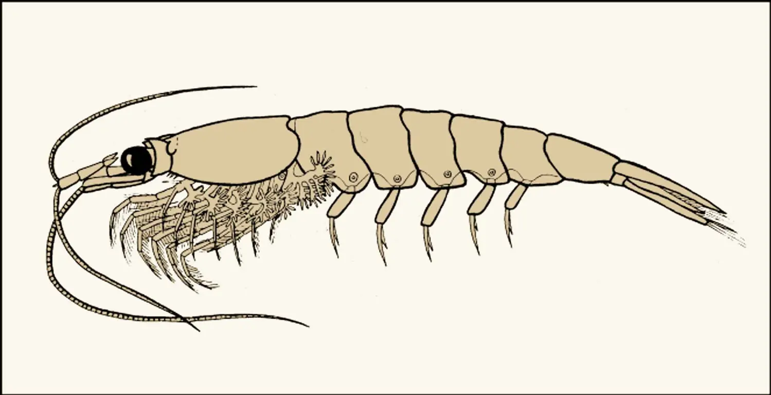 Malacostracés : euphausiacé