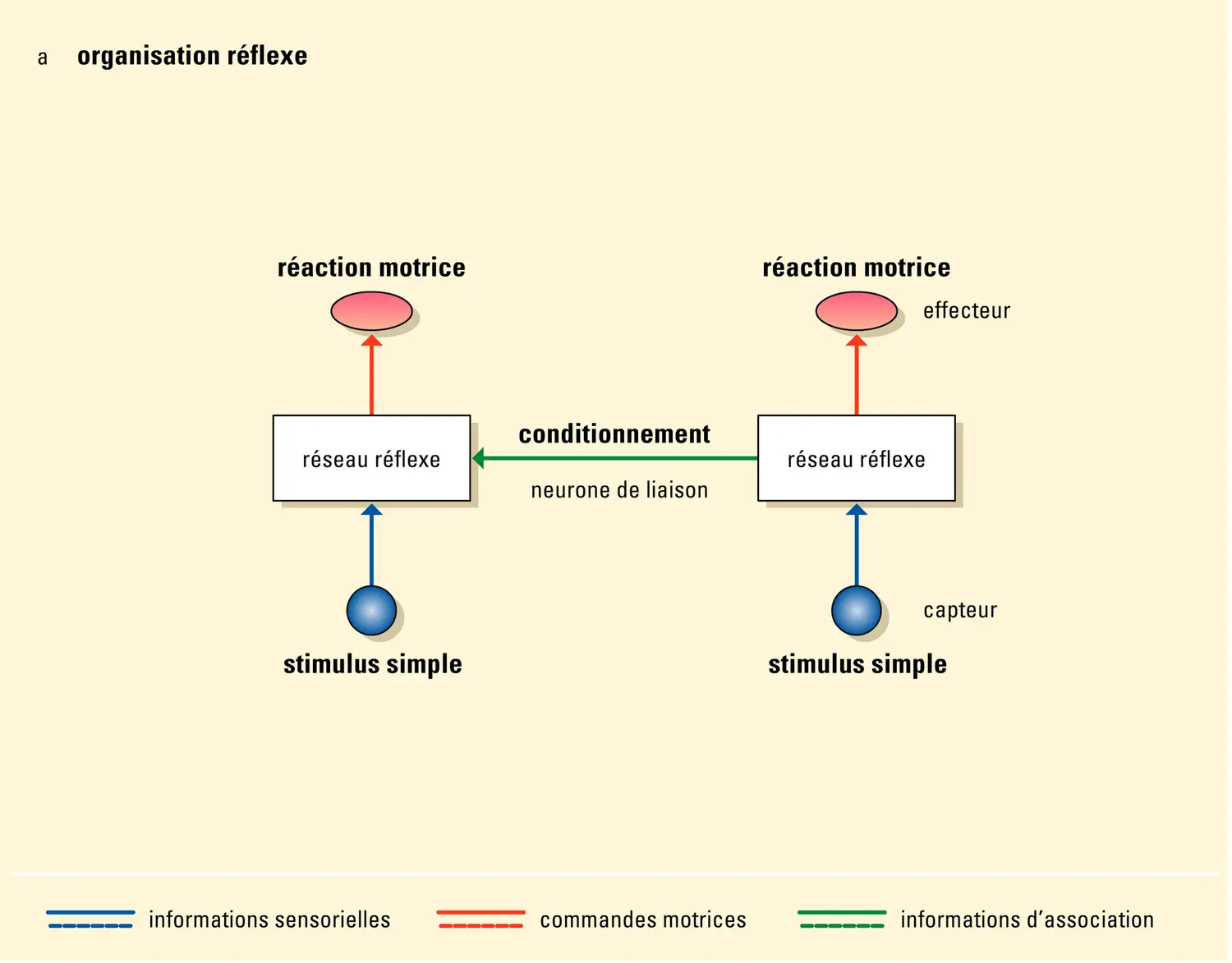 Vision : les trois grands types d'organisations nerveuses - vue 1