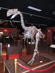 <em>Gastornis</em> - crédits : E. Buffetaut, avec l'aimable autorisation du musée-parc Paléopolis, Gannat