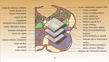 Bulbe rachidien (coupe transversale) - crédits : Encyclopædia Universalis France
